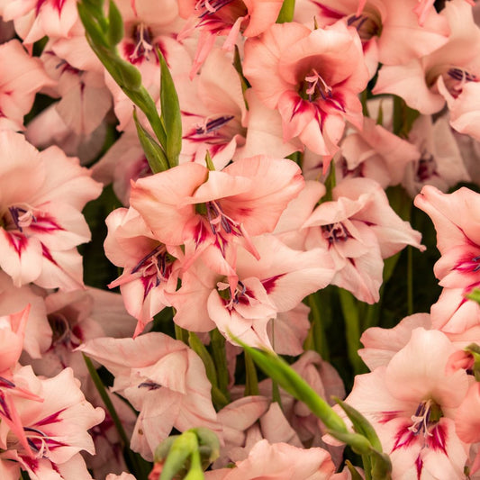 How to Choose the Right Flowers for Your Zodiac Sign
