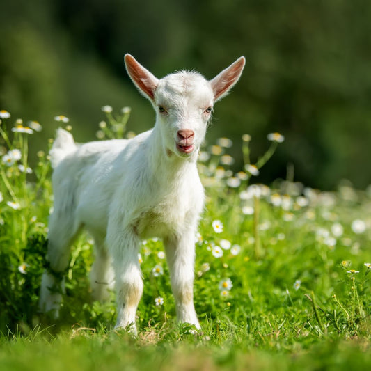 Finding Your Floral Spirit Animal Based on Your Birth Chart
